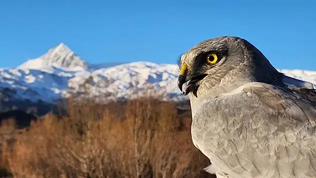 4 yırtıcı kuşun yolculuğu adım adım izleniyor