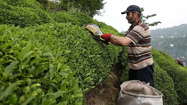 ÇAYKUR, tomurcuk çayın fiyatını belirledi