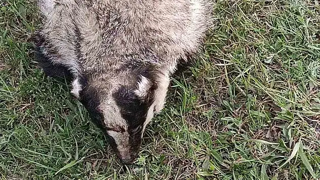 Nesli tükeniyordu, araba çarptı