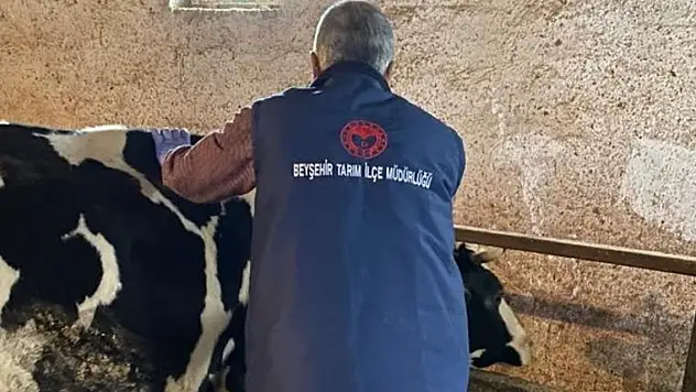 Konya Beyşehir'de şap aşısı kamyanya dönemi devam ediyor