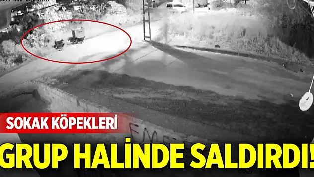 Sokak köpekleri kediyi parçaladı