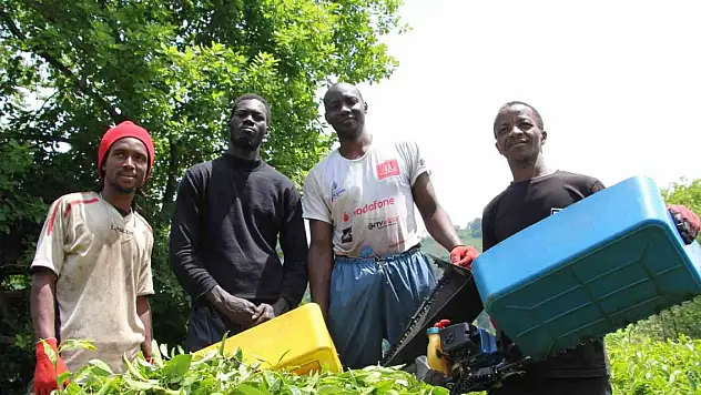 Afrikalı çay işçileri kaçak çalıştıkları gerekçesiyle sınır dışı edilecek