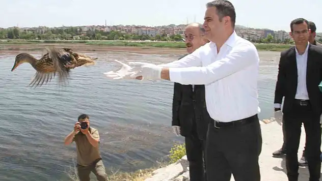 Yaban ördekleri Beyşehir Gölü'ne salındı