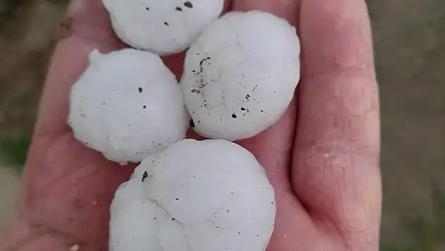 Dolu yağışı gül bahçelerini vurdu, tomurcuklar yerlere saçıldı