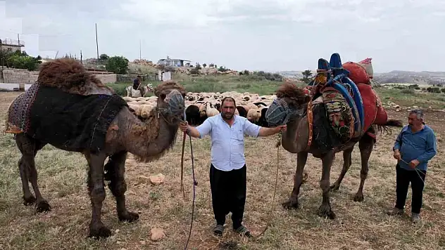 Kurbanlık develer kapış kapış satıldı