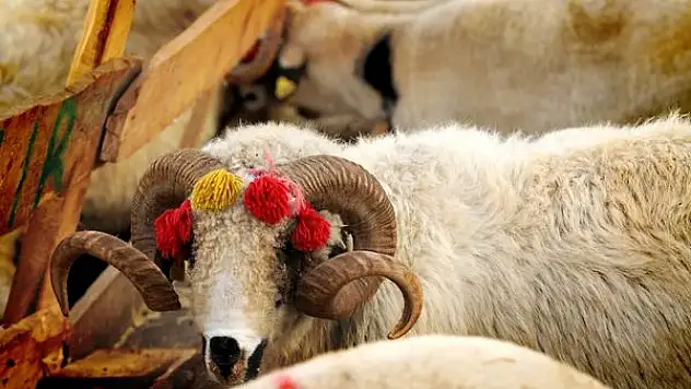 Kardeş Eli Derneği Kurban Bağışı Fiyatlarını Duyurdu