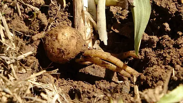 Fındığa ve çaya alternatif oldu: Kilosu bin 500 TL'den satılıyor