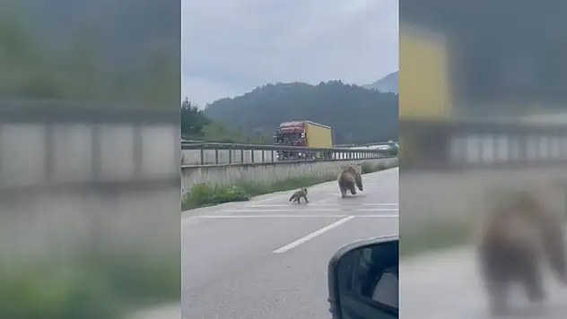 Ayı ve yavruları cep telefonu ile görüntüledi