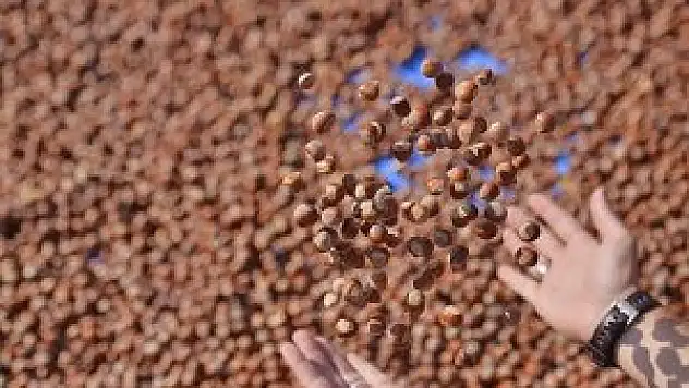 Türkiye 217 bin 500 ton fındık ihraç etti