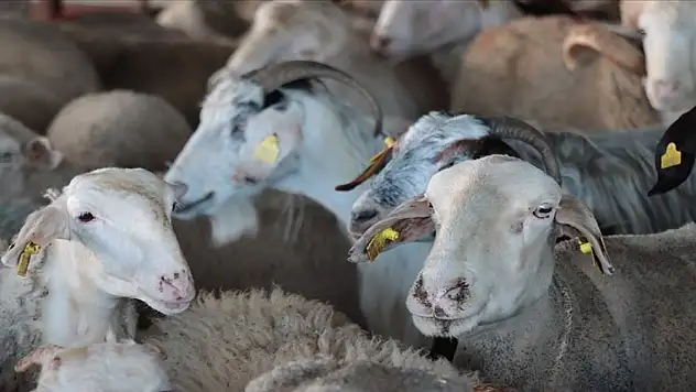 10 soruda vekaletle kurban kesimi