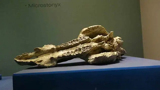 Bu müze ziyaretçilerini 8,5 milyon yıl öncesine götürüyor