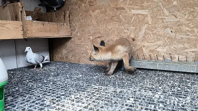 Tilki kümese bekçi oldu