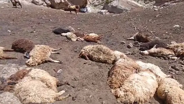 Van'da kurtlar  sürüye saldırdı, 74 koyun telef oldu