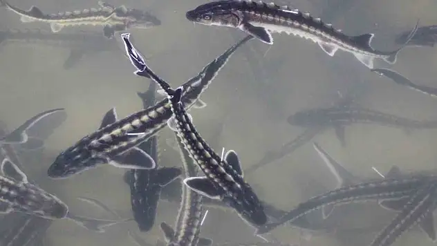 Üretim seferberliği ilan edildi! Kilosu 2 bin 500 dolardan satılıyor