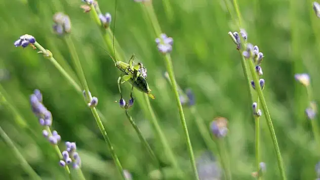 Lavanta üreticilerinin başı dertte