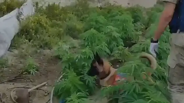 Kenevir eken şahsın kimliği bakın nasıl tespit edildi