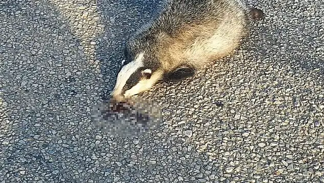 Nesli tükenme tehlikesi altındaydı! Ölü bulundu