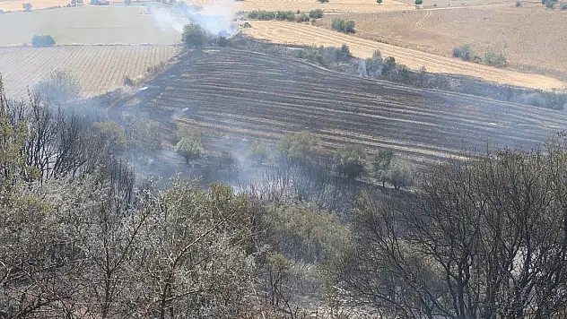 100 dönüm arazi küle döndü