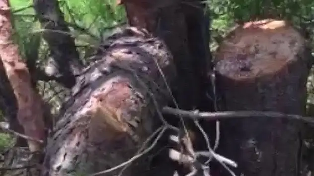 Hurafeye inanıp ağaçları katlediyorlar