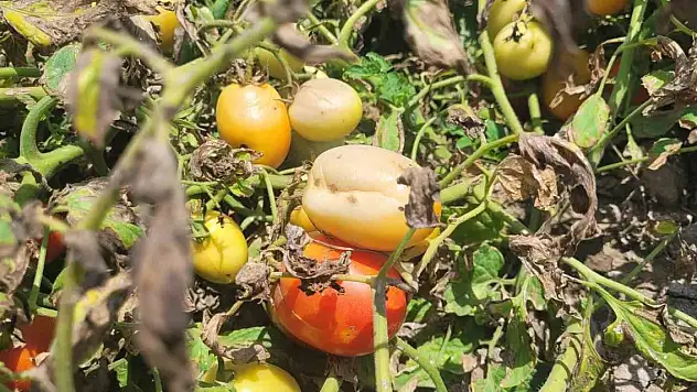 Aşırı sıcak kavun, karpuz, biber ve domatesleri yaktı