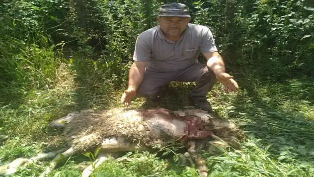 Başıboş köpekler 9 küçükbaş hayvanı parçaladı