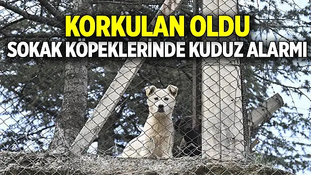 Korkulan oldu  Sokak köpeklerinde kuduz alarmı
