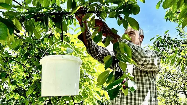 Kiraz üreticisi günlük 2 bin TL'ye işçi bulamıyor