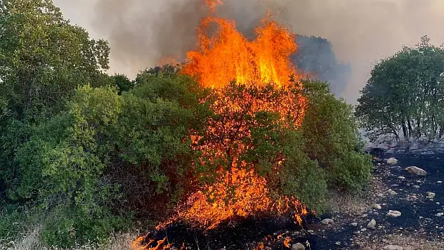 Gaziantep'te fıstık ve zeytin bahçelerindeki yangına müdahale ediliyor