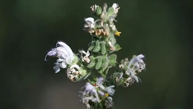 Sadece bir ilimizde mezarlıkta yetişiyor: Kopartanlara 387 bin 141 lira ceza!