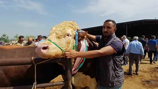 Son kurbanlığının boynuna 7 tane altın takarak satışa çıkarttı