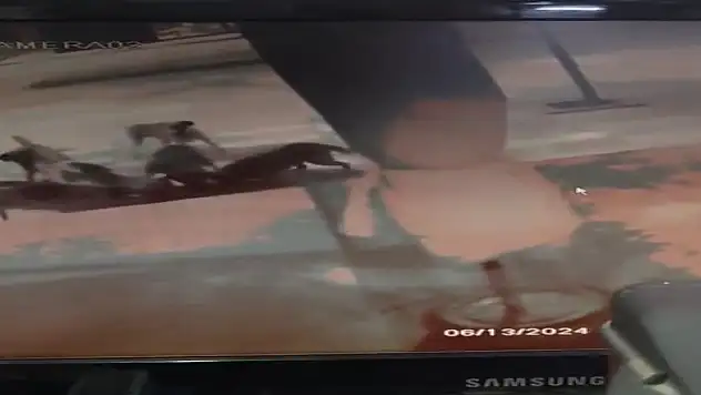 Elazığ'da başıboş sokak köpekleri kediyi parçaladı