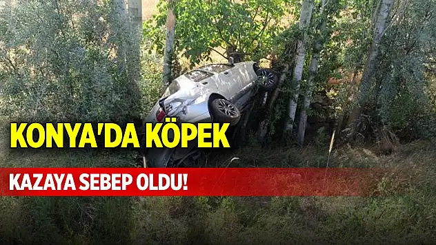 Konya'da köpek kazaya sebep oldu!