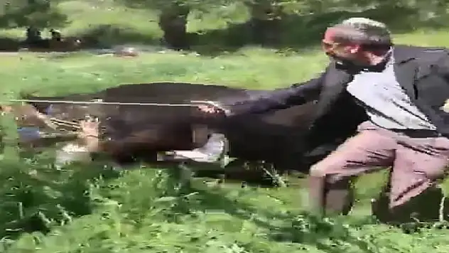 Erzurum'da kaçan kurbanlık iki kişiyi yaraladı