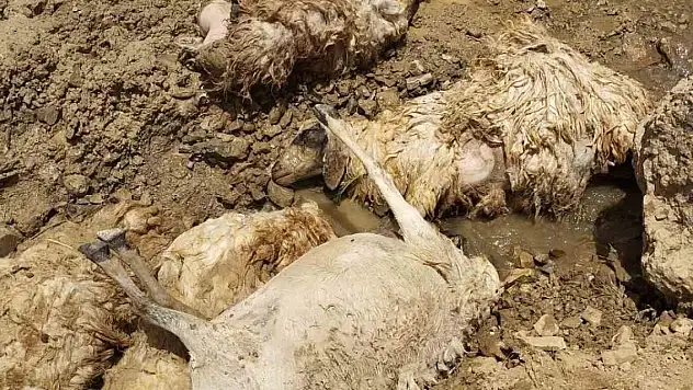 Toplu koyun intiharı! 28'i telef oldu
