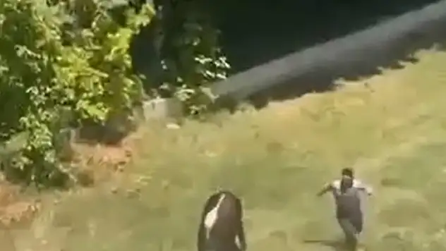 Kaçan kurbanlık boğa çocuk parkına girdi