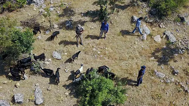 Jandarma kaybolan sürüyü dron ile buldu