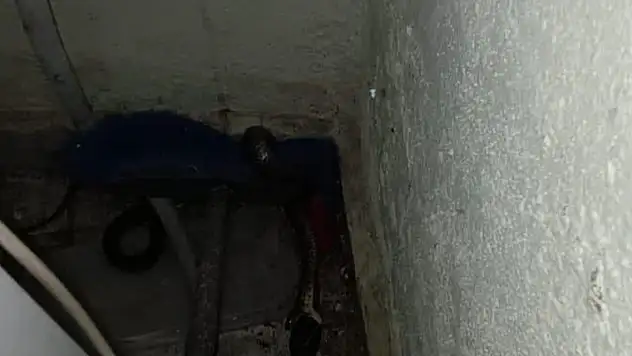 Sıcaklar arttı, onlar ortaya çıktı