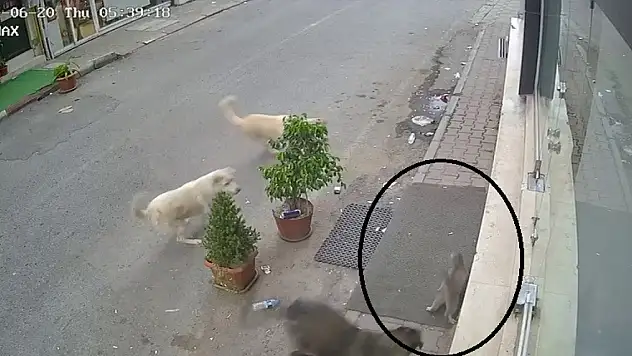 Kan donduran görüntü: 8 köpek, kediyi telef etti