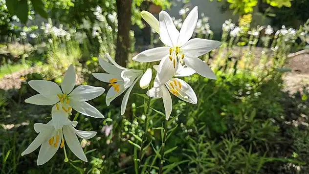 Dertlere derman çiçek! Kolonyası baş ağrısını gideriyor, sabunu gençleştiriyor