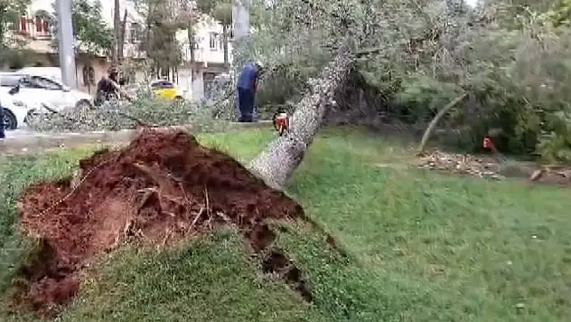 Şiddetli rüzgar ağaçları kökünden söktü