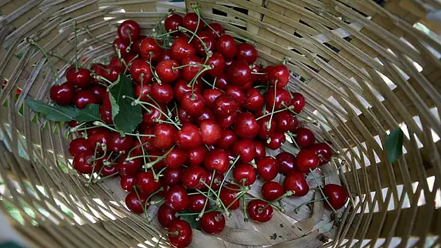 Türkiye'nin kiraz ihracatına 'EURO 2024' etkisi