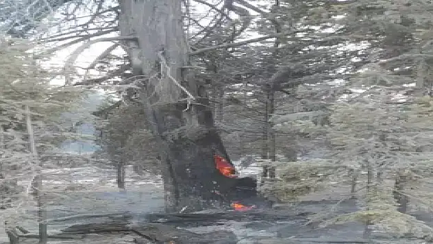 Karaman'da orman yangınına müdahale sürdürülüyor 600 hektar alan kül oldu