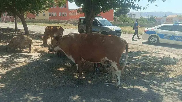 Başıboş hayvanların sahiplerine ceza kesildi