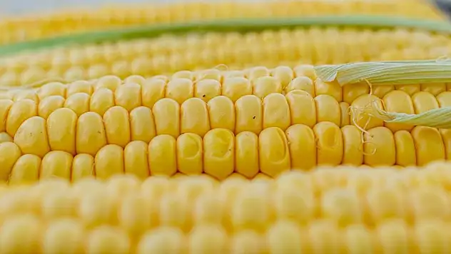 AB'den genetiği değiştirilmiş mısıra onay