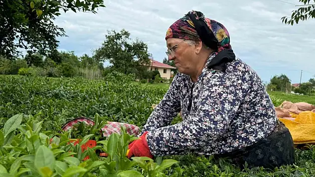 ÇAYKUR duyurdu! Çaya zam yapıldı