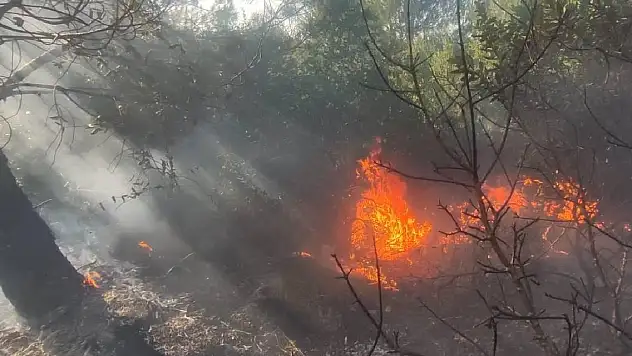 Mardin'de 3 ayrı noktada çıkan yangınlara müdahale ediliyor