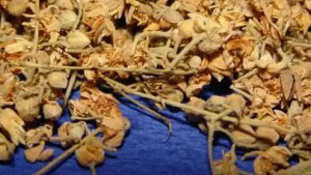 Yağışlar onu da vurdu! Fiyatı yüzde 250 arttı