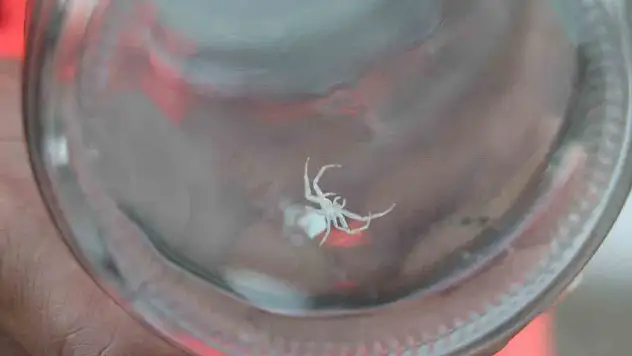 'İnsan yüzlü örümceği' kavanozda besliyor