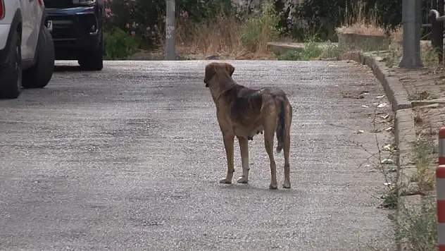 Sokak hayvanlarına ilişkin kanun teklifinde sona gelindi