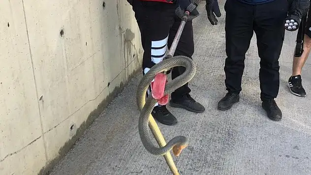 2 metrelik yılan otoparkta paniğe neden oldu
